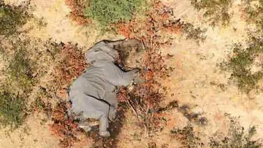 Gran preocupación por la misteriosa muerte de unos 300 elefantes en Botsuana Gran preocupación por la misteriosa muerte de unos 300 elefantes en Botsuana