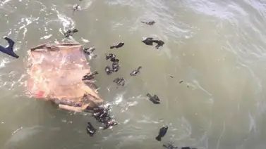 Crimen ecológico: arrojaron al mar 47 aves exóticas de Venezuela Crimen ecológico: arrojaron al mar 47 aves exóticas de Venezuela