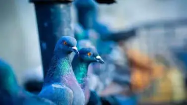 Carreras de palomas es el primer deporte inglés en reanudar competencias (+Video) Carreras de palomas es el primer deporte inglés en reanudar competencias (+Video)