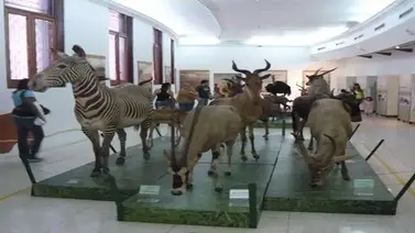 Unesco: Cierre temporal de museos por Covid-19 genera daños económicos y sociales Unesco: Cierre temporal de museos por Covid-19 genera daños económicos y sociales