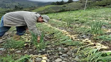 Plan País asegura incremento en la producción agroalimentaria durante el primer año Plan País asegura incremento en la producción agroalimentaria durante el primer año