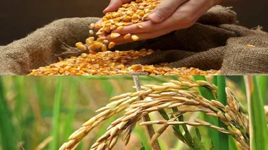 Sembrarán más de 10 mil hectáreas de maíz y arroz durante 2020 en Barinas