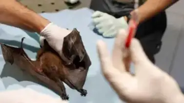 Wuhan admitió que estudiaba tres cepas vivas de coronavirus Wuhan admitió que estudiaba tres cepas vivas de coronavirus