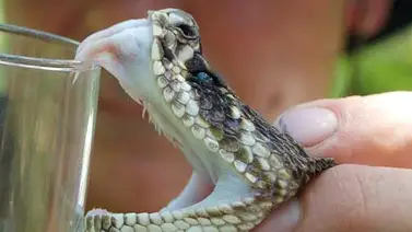 Recurrió a dos serpientes para asesinar a su esposa Recurrió a dos serpientes para asesinar a su esposa