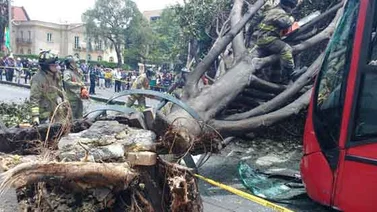 Reportan caída de árbol en Lomas de Urdaneta