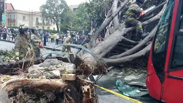 Reportan caída de árbol en Lomas de Urdaneta Reportan caída de árbol en Lomas de Urdaneta