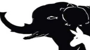 El reto visual de la cuarentena: ¿Identificas los 13 animales de la imagen?