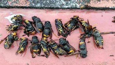 Comienza preocupación en Estados Unidos ante la llegada de "avispas asesinas"