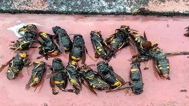 Comienza preocupación en Estados Unidos ante la llegada de "avispas asesinas" Comienza preocupación en Estados Unidos ante la llegada de "avispas asesinas"