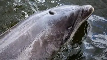 Un delfín lleva más de 24 horas atrapado en puerto de Ámsterdam Un delfín lleva más de 24 horas atrapado en puerto de Ámsterdam