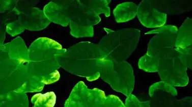 Crean plantas que brillan en la oscuridad durante toda su vida Crean plantas que brillan en la oscuridad durante toda su vida