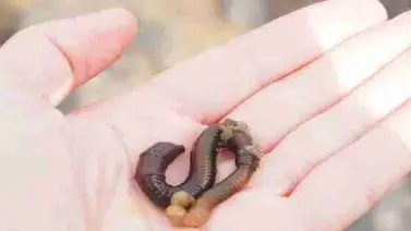 Realizan prueba clínica con sangre de gusano en pacientes con covid-19 Realizan prueba clínica con sangre de gusano en pacientes con covid-19