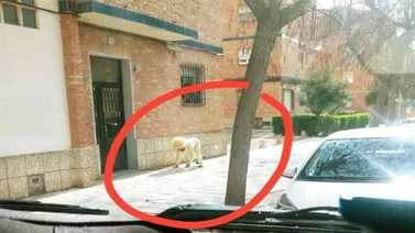 Hombre se disfraza de perro para evadir la cuarentena