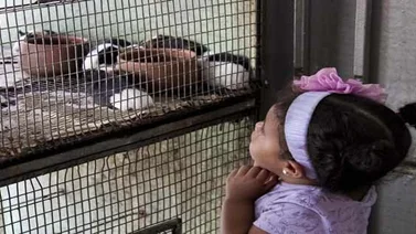 Los animales de compañía generan paz en sus dueños