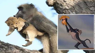Babuino y cachorro de león recrean escena de "El Rey León" pero sin final feliz (+Video)