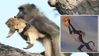 Babuino y cachorro de león recrean escena de "El Rey León" pero sin final feliz (+Video)