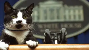 Día Internacional del Gato: ¿por qué se celebra el 20 de febrero? Día Internacional del Gato: ¿por qué se celebra el 20 de febrero?