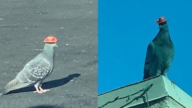 Aparecen palomas con pequeños sombreros de vaquero (+Video)