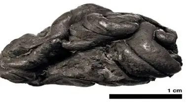 Hallan un "chicle" de 5.700 años mascado por una mujer de ojos azules y piel oscura Hallan un "chicle" de 5.700 años mascado por una mujer de ojos azules y piel oscura