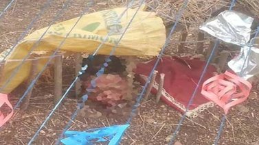 Localizan cabeza en un arbolito