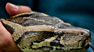 "Python Bowl": un concurso de captura de pitones en Florida