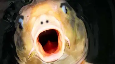 Conoce el asombroso pez asiático con el rostro humano (+Video) Conoce el asombroso pez asiático con el rostro humano (+Video)