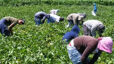 Oposición crea Plataforma Agroalimentaria para recuperar la producción de alimentos Oposición crea Plataforma Agroalimentaria para recuperar la producción de alimentos