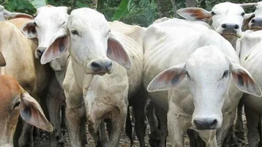Fiebre aftosa no afecta a los seres humanos