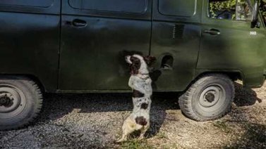 Cuba prepara un escuadrón de perros para detectar dinero