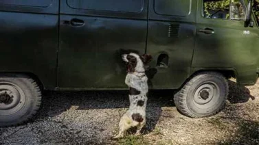 Cuba prepara un escuadrón de perros para detectar dinero