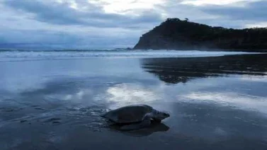 Amenazadas tortugas paslama arriban a las costas de Nicaragua