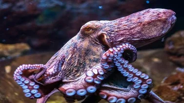 Hermoso pulpo cambia de color mientras duerme (+Video)