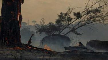 Científico brasileño: No frenar la deforestación en Amazonia sería "un suicidio"