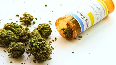 Congreso de Ecuador aprueba producción, comercialización y consumo de marihuana medicinal