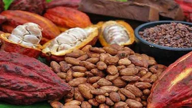 II Expoferia del Cacao se efectuará en Barlovento desde este sábado