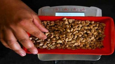 Brasil prevé una baja de 20,5% en la cosecha de café en 2019