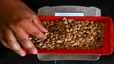 Brasil prevé una baja de 20,5% en la cosecha de café en 2019