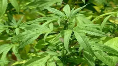 Parlamento de Ecuador regula producción de cannabis para uso medicinal Parlamento de Ecuador regula producción de cannabis para uso medicinal