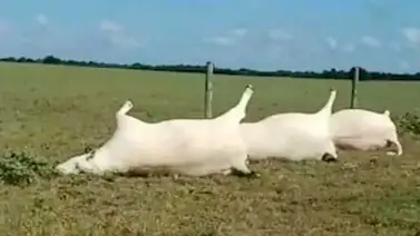 Mueren 23 vacas al ser impactadas por un rayo en Texas (+Video) Mueren 23 vacas al ser impactadas por un rayo en Texas (+Video)