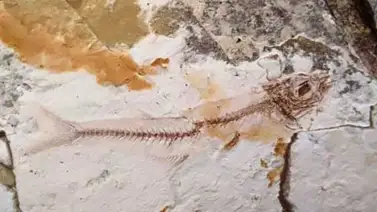 Hallan fósiles de peces de 2 millones de años en El Salvador Hallan fósiles de peces de 2 millones de años en El Salvador