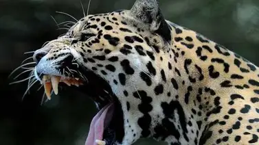 La caza acabará con el 40% de los grandes mamíferos de las áreas tropicales La caza acabará con el 40% de los grandes mamíferos de las áreas tropicales