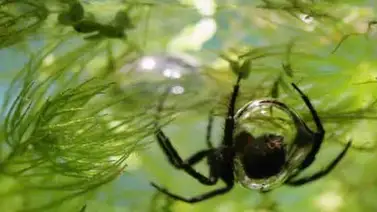 Las arañas acuáticas utilizan su telaraña como branquias Las arañas acuáticas utilizan su telaraña como branquias