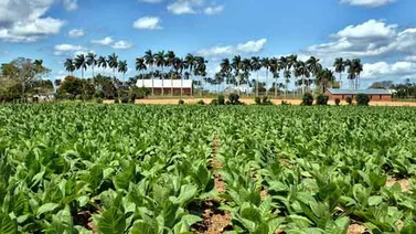 Cuba desarrolla técnica para obtener capas verdes de tabaco tras secado