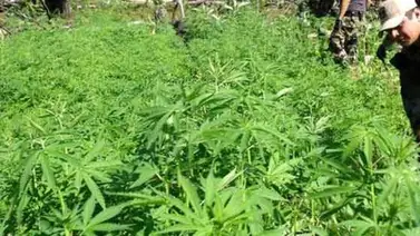 Incautan en el noroeste de Colombia más de 1,3 toneladas de marihuana Incautan en el noroeste de Colombia más de 1,3 toneladas de marihuana