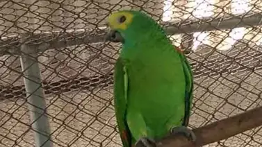 Conoce la trágica historia viral de "Freddy Krueger", el loro semi-inmortal Conoce la trágica historia viral de "Freddy Krueger", el loro semi-inmortal