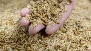 La discriminación de los animales por su aspecto La discriminación de los animales por su aspecto