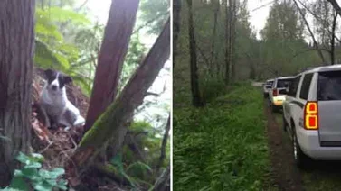 Un perro se quedó junto a su amo por días hasta que los rescatistas lo ubicaron