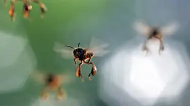 Las abejas que vivían en la catedral de Notre Dame sobreviven al incendio Las abejas que vivían en la catedral de Notre Dame sobreviven al incendio