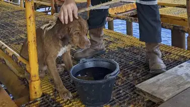 Rescataron a un perro que se alejó 220 km nadando desde Tailandia Rescataron a un perro que se alejó 220 km nadando desde Tailandia