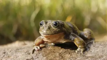 Rana casi desconocida fue encontrada cuando era ofrecida para jugo en Perú Rana casi desconocida fue encontrada cuando era ofrecida para jugo en Perú